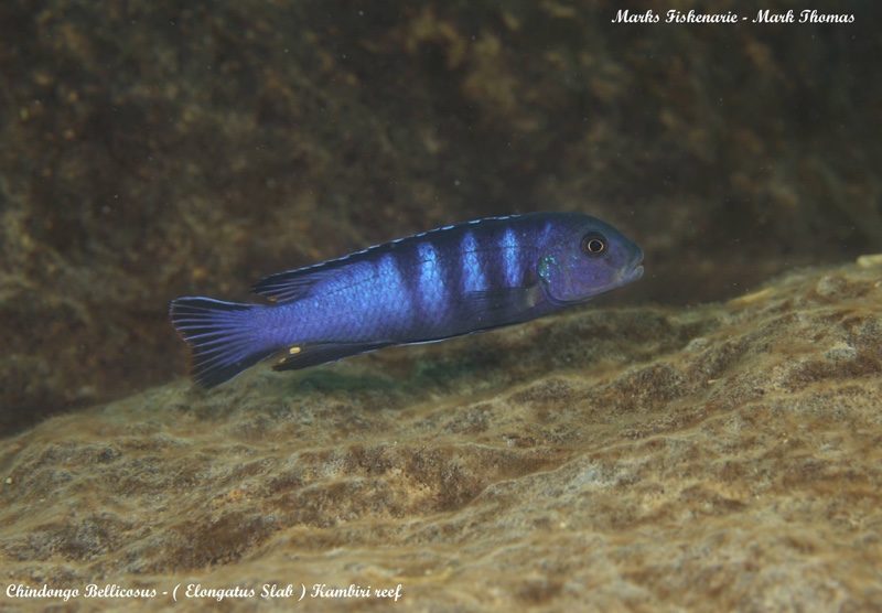 Chindongo bellicosus 'Mkondiwa Reef'